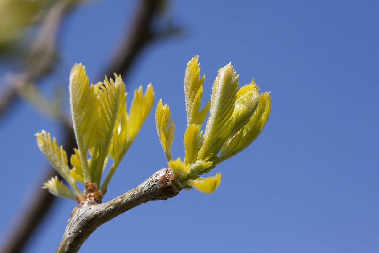 Gleditsia triacanthos Proyecto de Investigación ExotiNET