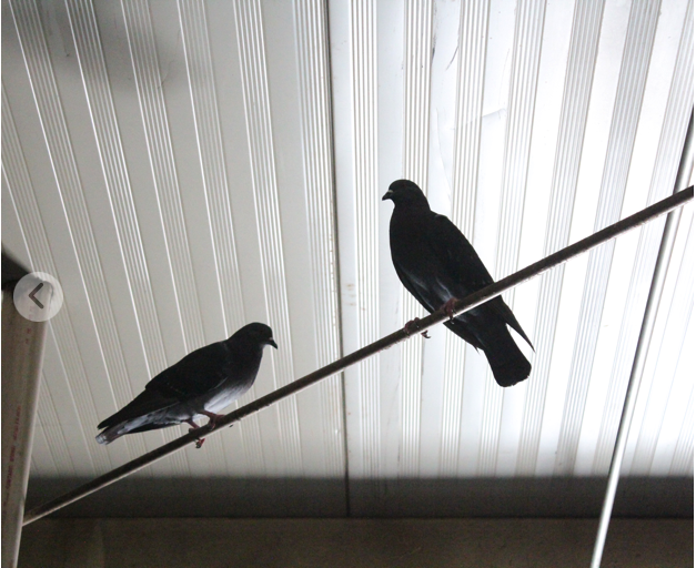 Canto de Palomas (imagen ciega)