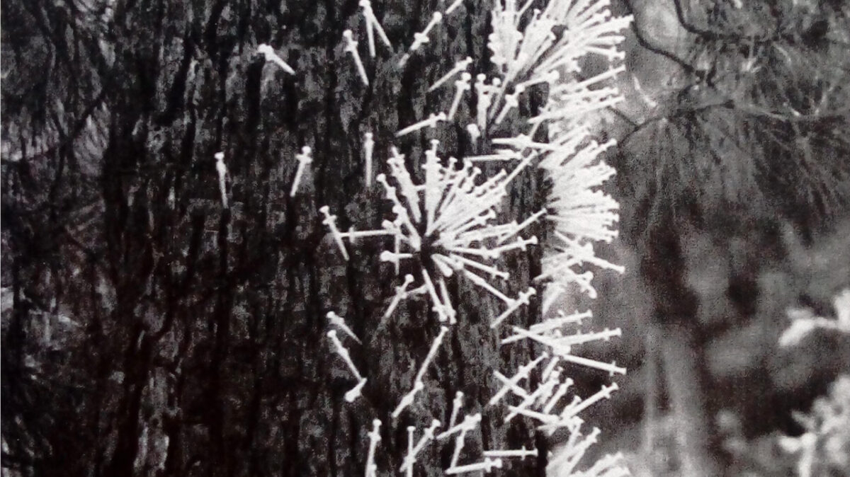 Duelo colectivo, duelo planetario