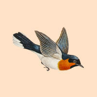 Logotipo con un pájaro volando